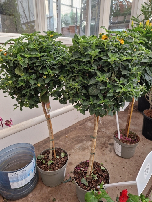 <h4>LANT CAM GEM</h4>