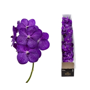 Vanda Bright Purple