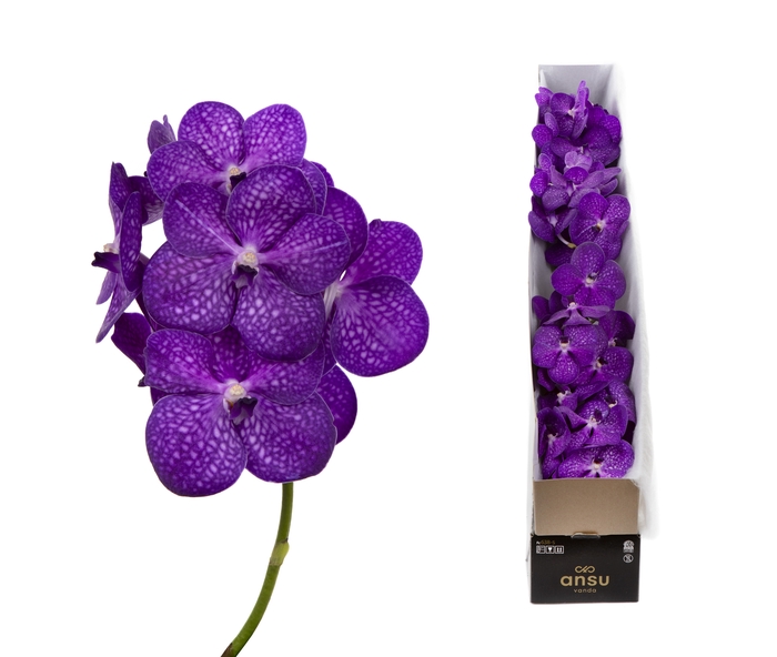 <h4>Vanda Bright Purple</h4>