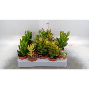 Crassula ...mix