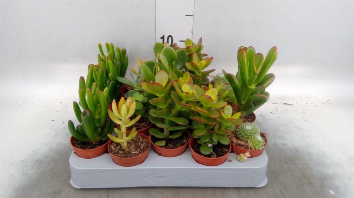 <h4>Crassula ...mix</h4>