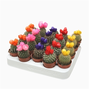 Cactus op rij 5,5 cm met 3 plakbloemen