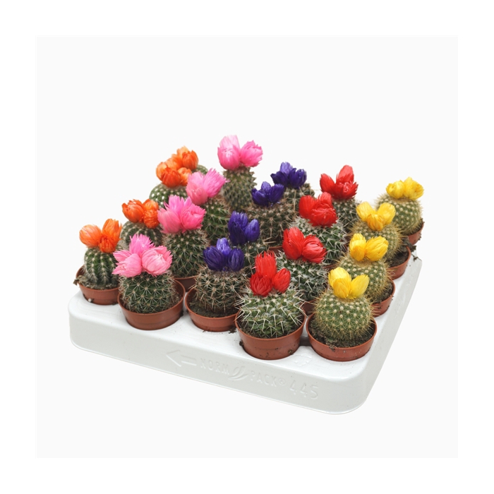 <h4>Cactus op rij 5,5 cm met 3 plakbloemen</h4>