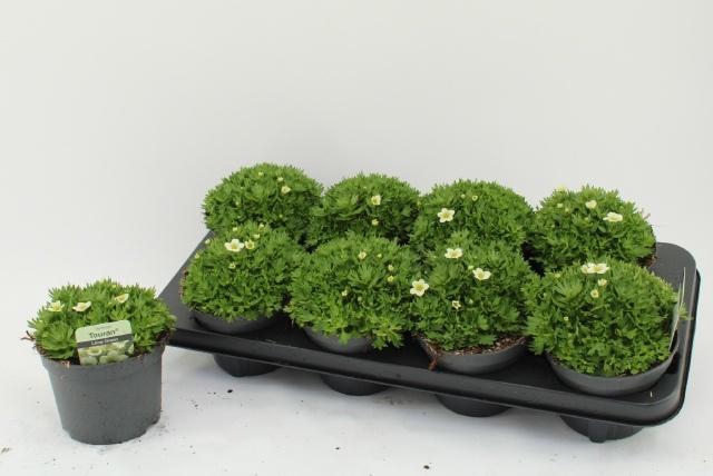 <h4>SAXIF AR ALP WHITE</h4>