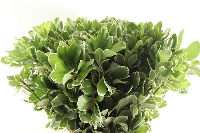 <h4>Pittosporum Ilan 55 Cm Extra</h4>