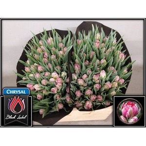 Tulipa do flash point