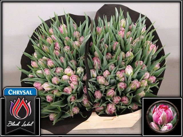 <h4>Tulipa do flash point</h4>