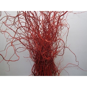 Salix Kronkelwilg Rood