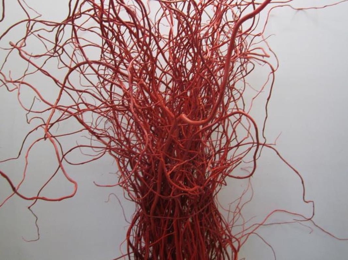<h4>Salix Kronkelwilg Rood</h4>