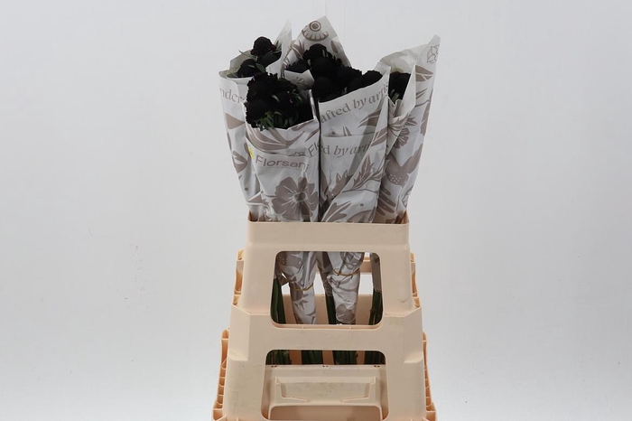 <h4>Scab Blackberry Scoop 60cm ECU</h4>