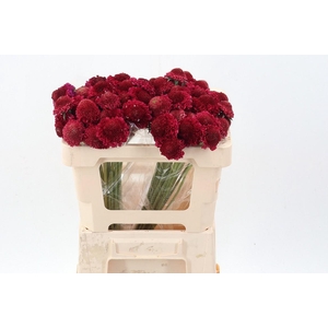 Scab At F Red Apple Scoop