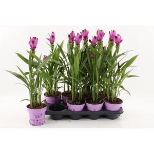 Curcuma alismatifolia Siam Splash 14Ø 55cm 3fl