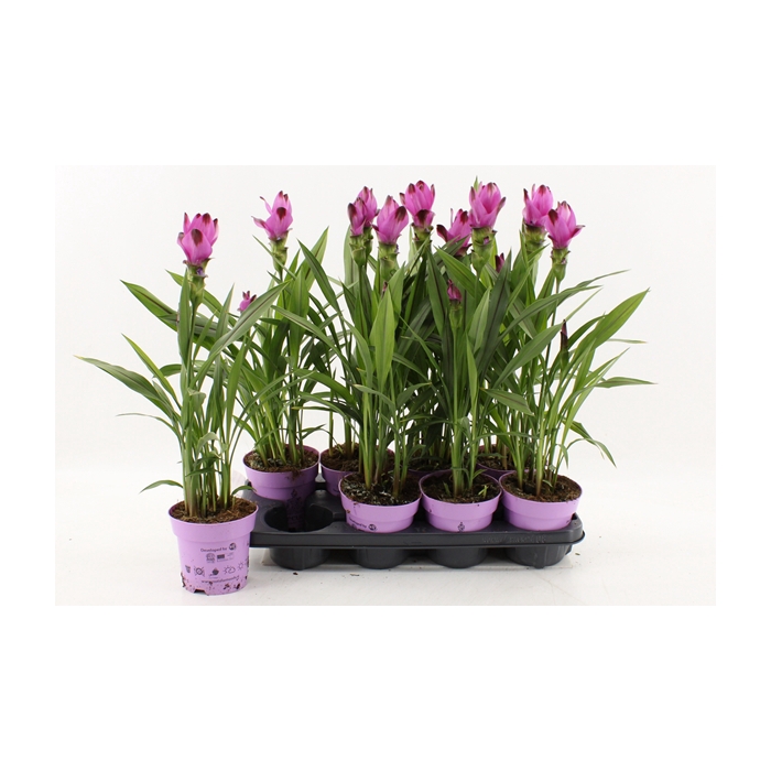<h4>Curcuma alismatifolia Siam Splash 14Ø 55cm 3fl</h4>