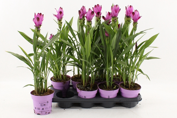 Curcuma alismatifolia Siam Splash 14Ø 55cm 3fl