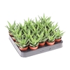 Aloe Squarrosa