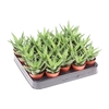 Aloe Squarrosa