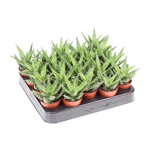 Aloe Squarrosa