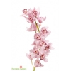 Cymbidium Light Pink 12/15 Bl pst