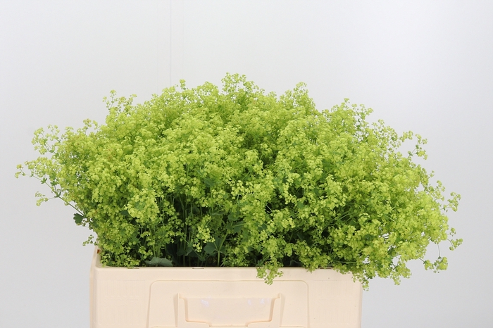<h4>Alchimella Robusta</h4>
