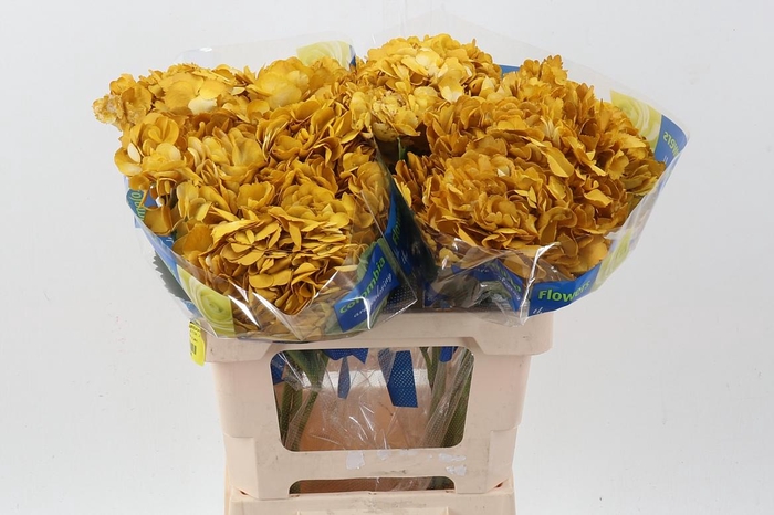 <h4>Hydr Mostaza</h4>