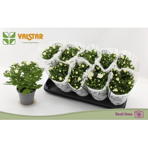 CHRYS DA VINCI WHITE