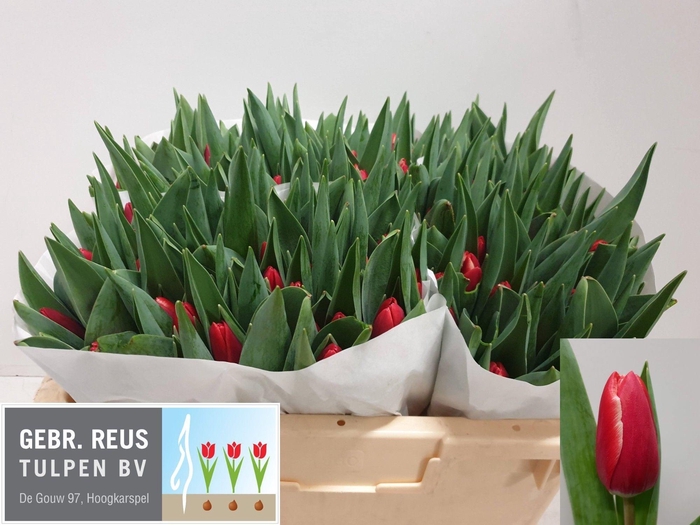 <h4>TU EN KUNG-FU</h4>