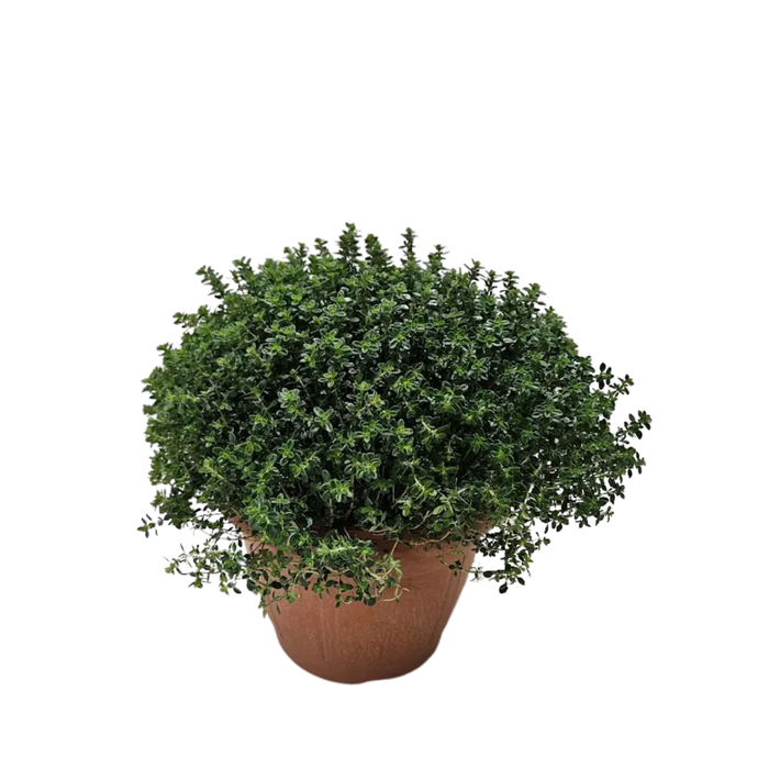 <h4>Thymus vulgaris</h4>