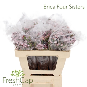Erica Four Sisters