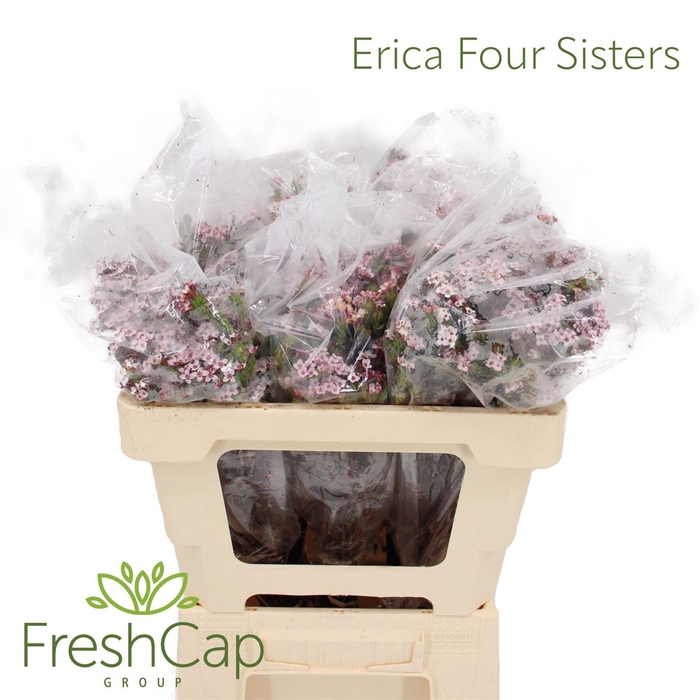 <h4>Erica Four Sisters</h4>