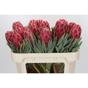 Protea Venus