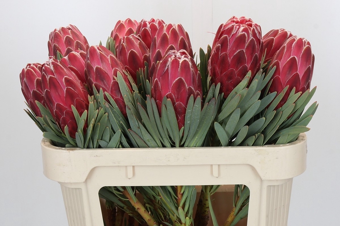 <h4>Protea Venus</h4>