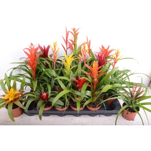 BROMELIA GEM 15 SRT