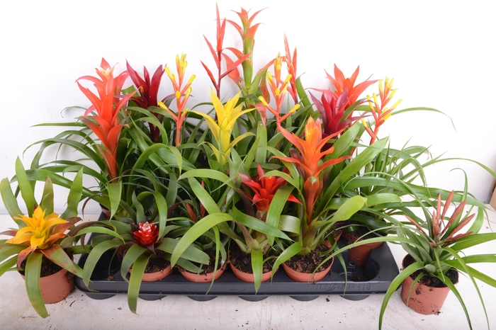 <h4>BROMELIA GEM 15 SRT</h4>
