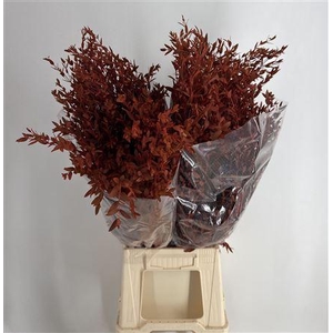 Col Parvifolia Orange Arancione