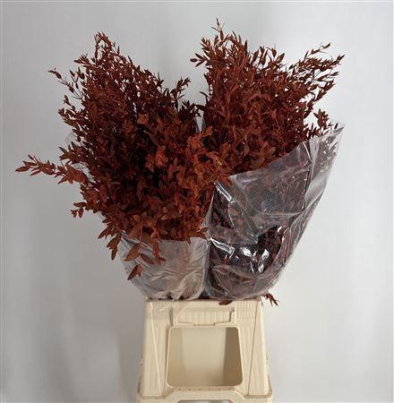 <h4>Col Parvifolia Orange Arancione</h4>