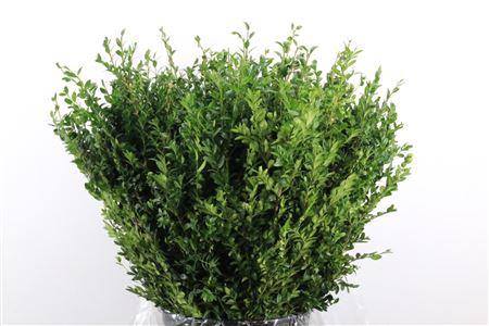 <h4>BUXUS GREEN P BUNCH</h4>