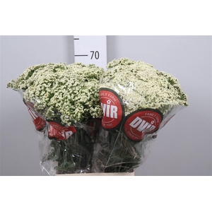 Achil M Creme Perfection