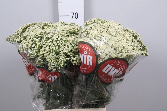 <h4>Achil M Creme Perfection</h4>