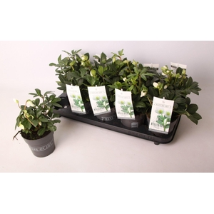 HELLEB NIGER MONT BLANC SMALL P13