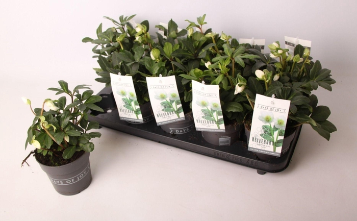 <h4>HELLEB MONT BLANC SMALL P13 5+</h4>