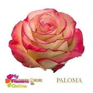 R Gr Paloma Bicolor 50cm EC