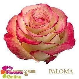 <h4>R Gr Paloma Bicolor 50cm EC</h4>