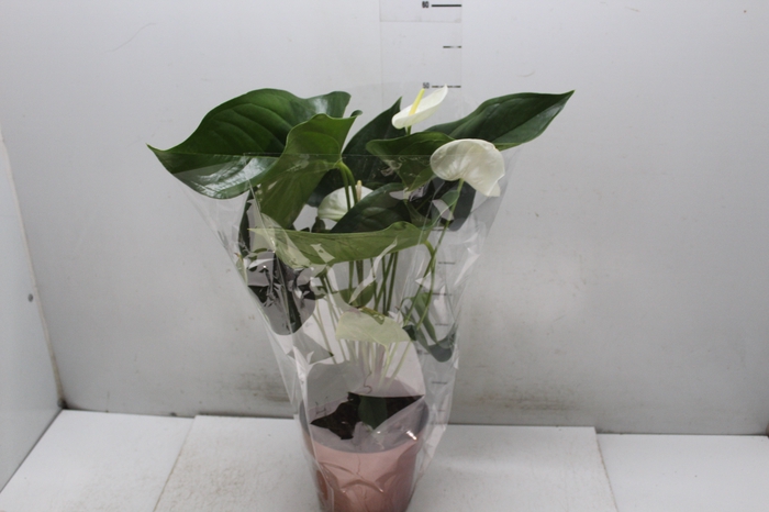 <h4>ANTHURIUM SUMI P17</h4>