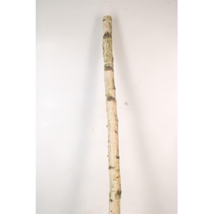 Birch Tree Per Piece 5/10cm