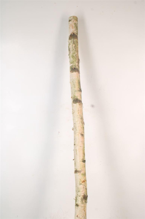 <h4>Birch Tree Per Piece 5/10cm</h4>