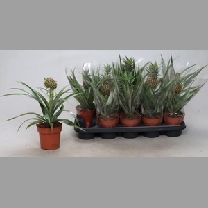 ANANAS OV