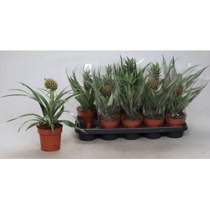 ANANAS OV