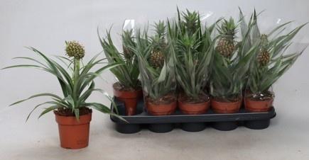 <h4>ANANAS OV</h4>