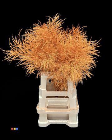 <h4>Treefern Orange</h4>