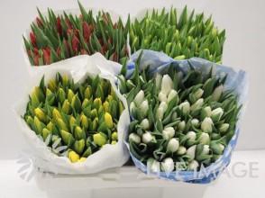 <h4>Tulipa si mix 4 colours</h4>